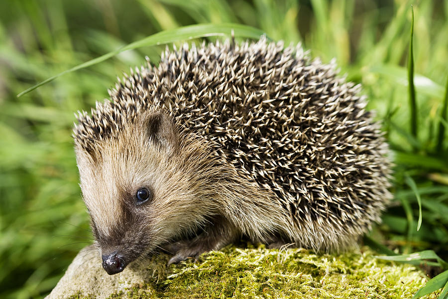 Hedgehog #1 Photograph by Philartphace