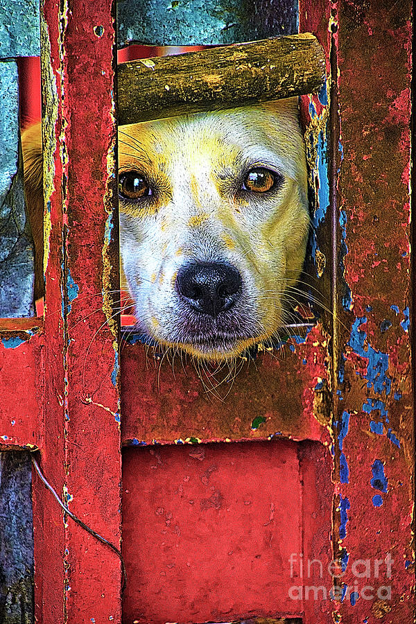 HELP - Adopt Rescued Dogs And Cats II #1 Photograph by Al Bourassa
