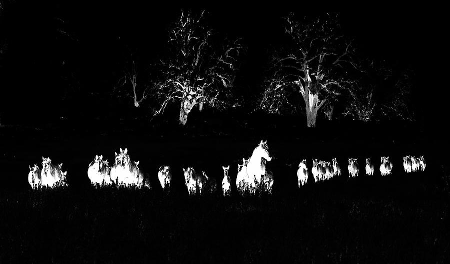 Herd In The Meadow #1 Photograph by Jerry Cowart