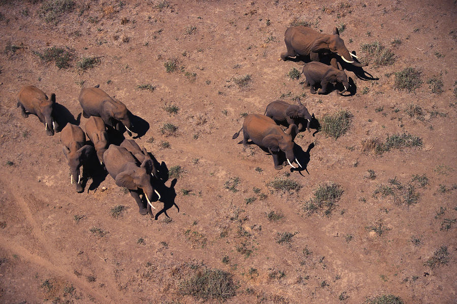 Herd of African elephants , Kenya , Africa #1 Photograph by Comstock Images