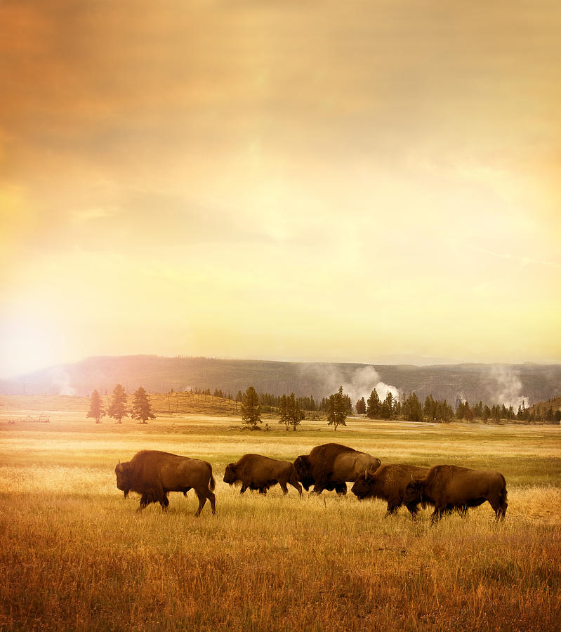 Herd of bisons in Yellowstone #1 Photograph by Stellalevi