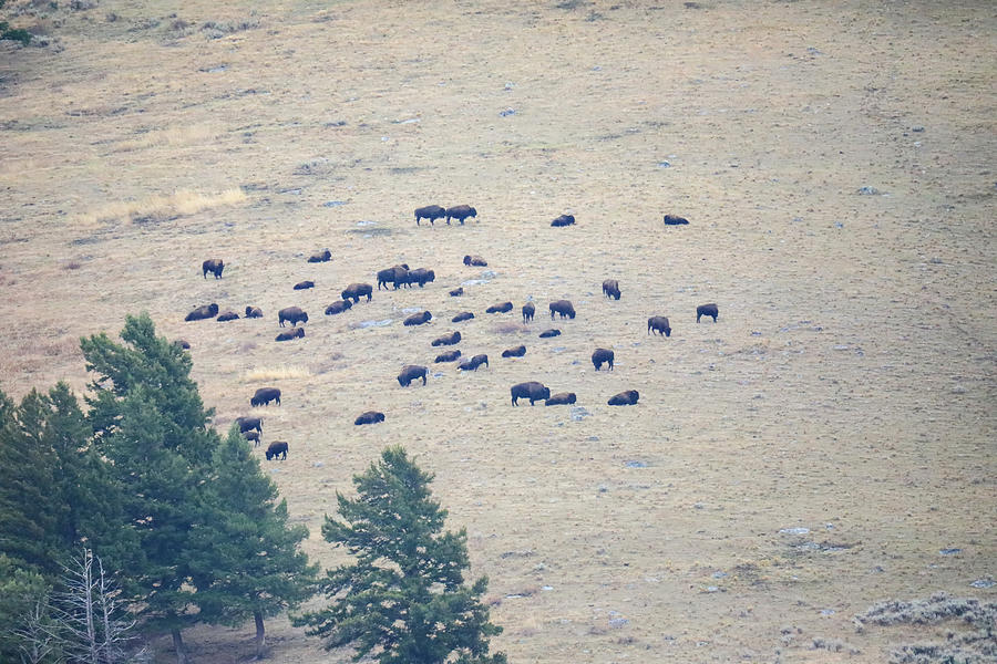 Yellowstone National Park Photograph - Herd of buffalo #2 by Jeff Swan