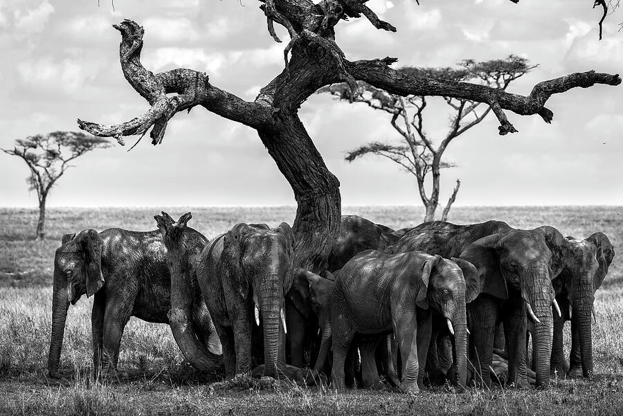 Herd of elephants under a dry tree in Serengeti BW Photograph by RicardMN Photography