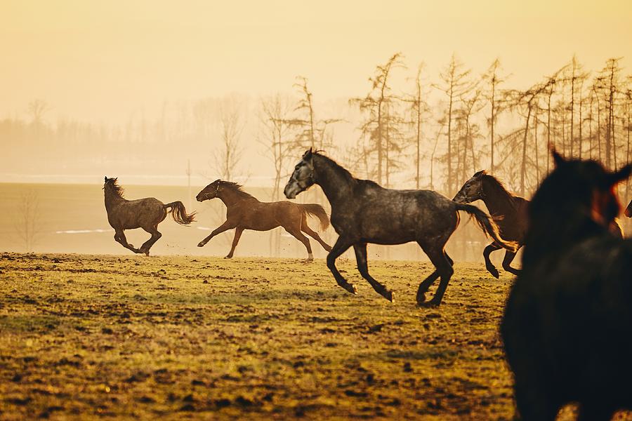 Horse Photograph - Herd Of Horses At Sunset 1 by Jaromir Chalabala Horse Photograph - Herd Of Horses At Sunset 1 by Jaromir Chalabala
