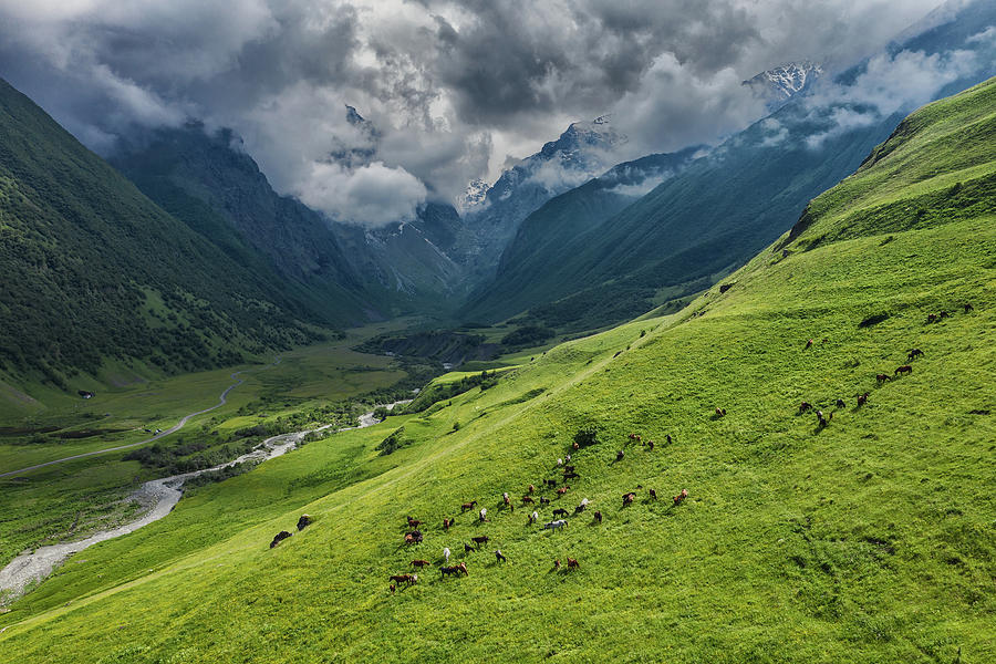 Herd Of Horses Grazing On Slope Meadow #1 Photograph by Mikhail Kokhanchikov