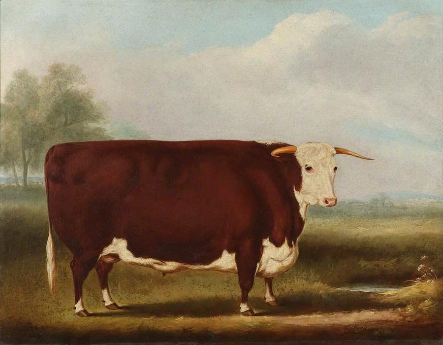 Hereford Bull Painting by William Henry Davis - Fine Art America