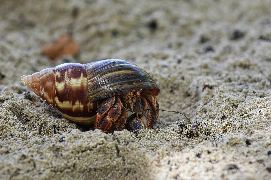 Hermit Crab on a Sandy Beach Photograph by Alisha Watson - Fine Art America