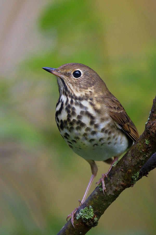 Hermit Thrush #1 Photograph by Timothy McIntyre