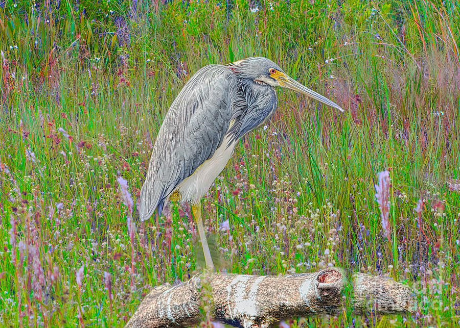 Heron and WIldflowers #1 Photograph by Judy Kay