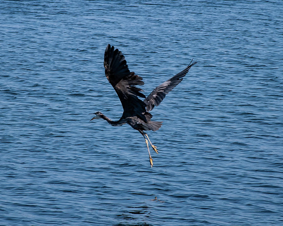 Heron in Flight #2 Photograph by Ron Roberts