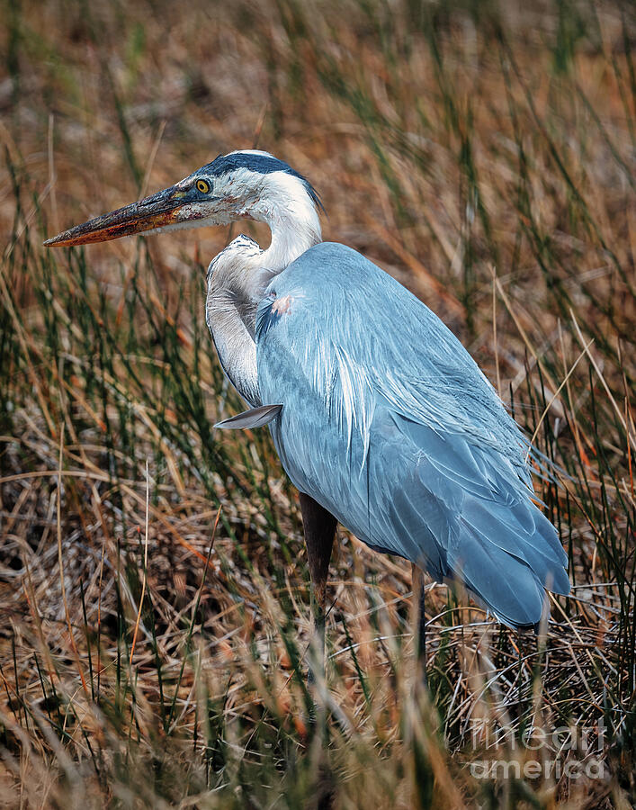 Blue Heron in the Everglades Photograph by Nick Zelinsky Jr Blue Heron in the Everglades Photograph by Nick Zelinsky Jr