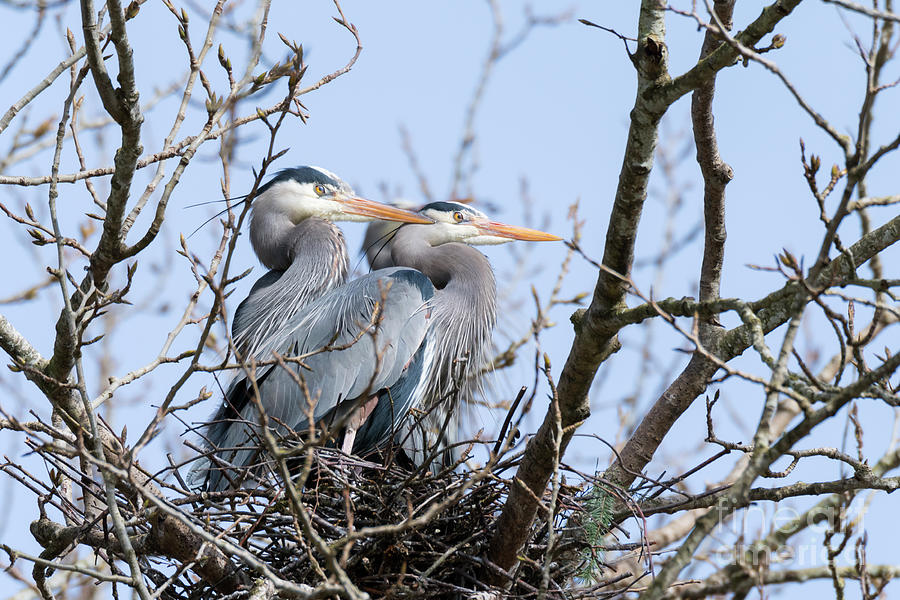 Heron Love #1 Photograph by Kristine Anderson