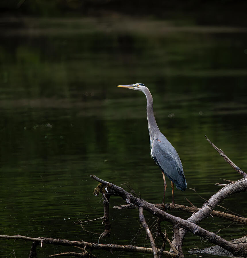 Heron On Branch #1 Photograph by Bill Posner Heron On Branch #1 Photograph by Bill Posner