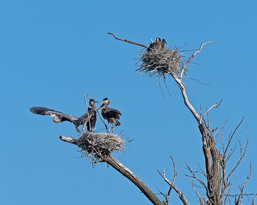 Heron on Nests 10 - UW Arboretum, Madison, WI #2 Photograph by Steven Ralser