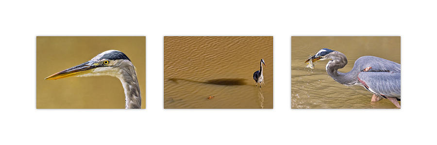 Heron Triptych Photograph