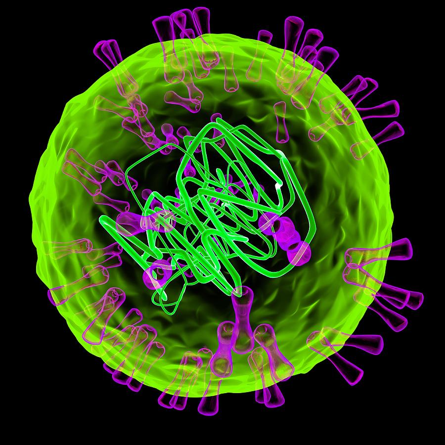 Herpes simplex type 2 virus, illustration #1 Drawing by Mehau Kulyk/science Photo Library