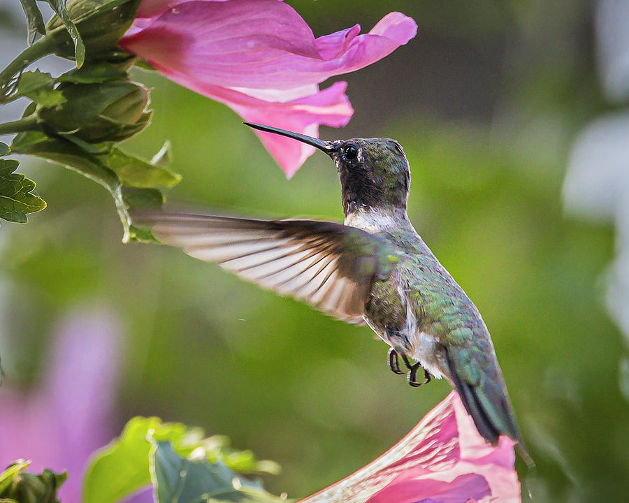 Hibiscus Hummer #1 Photograph by Mark Mille