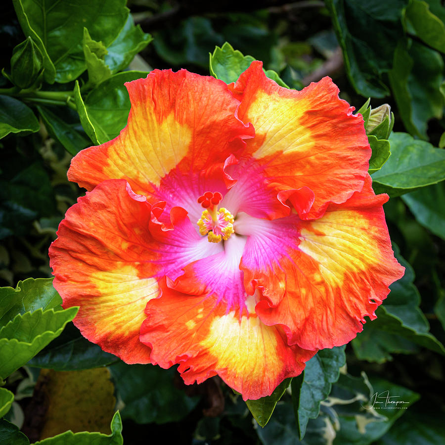 Flowers Photograph - Hibiscus by Jim Thompson