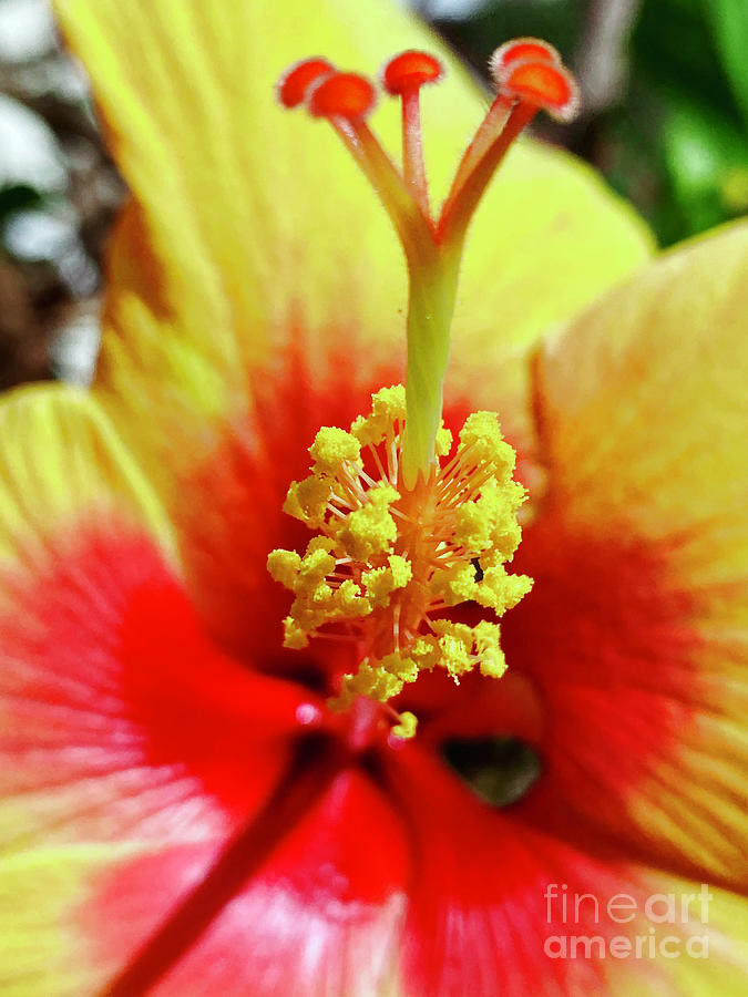 Hibiscus  #1 Photograph by Laura Forde