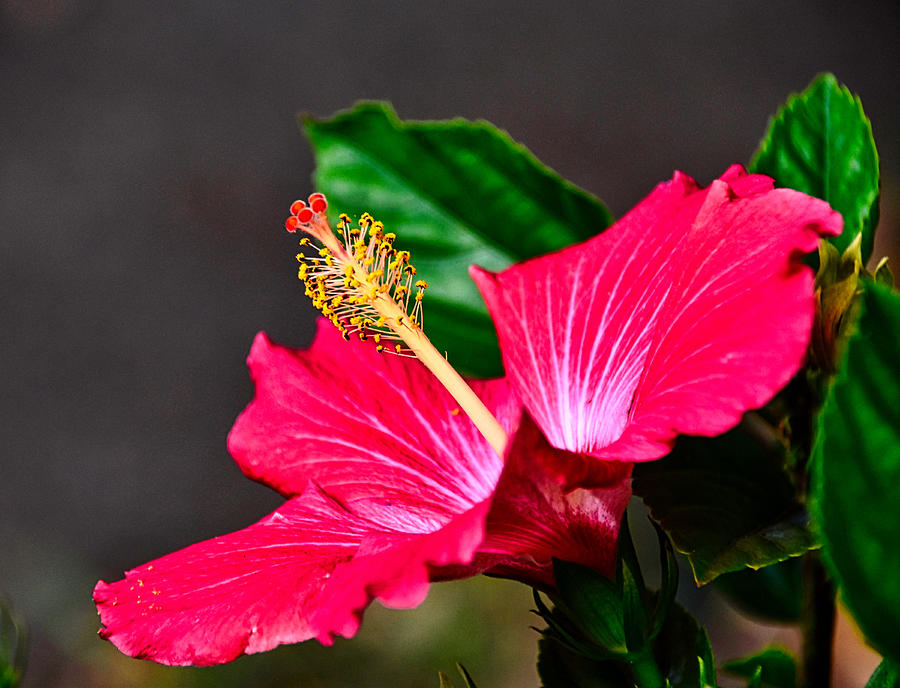 Hibiscus  #1 Photograph by Linda Brown