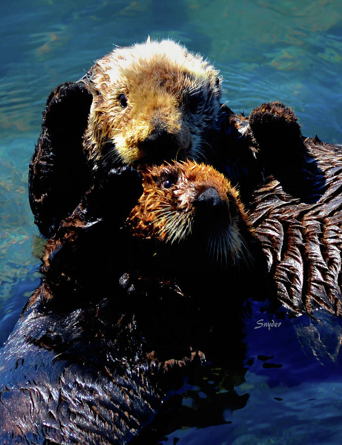High Five Sea Otter Morro Bay California 2 #2 Photograph by Barbara Snyder