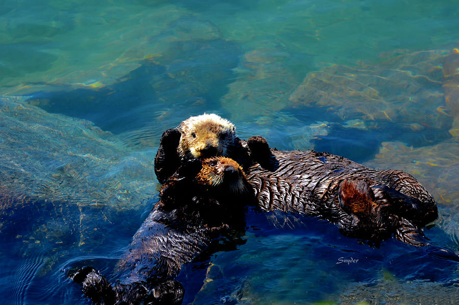High Five Sea Otter Morro Bay California #2 Photograph by Barbara Snyder
