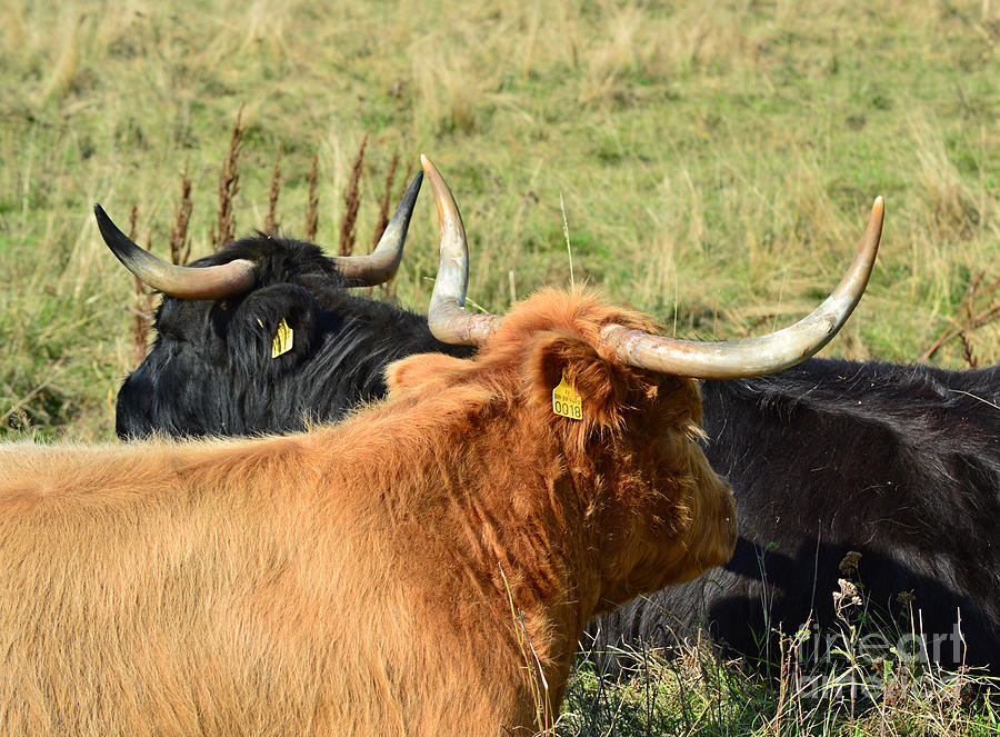 Highland Cattle 29 Photograph