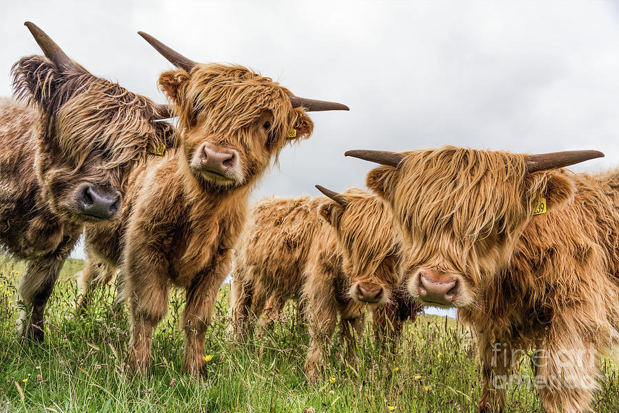 Summer Photograph - Highland Cattle #1 by Janet Burdon