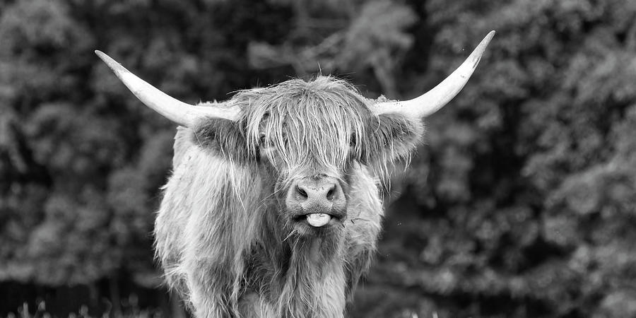 Highland Coo  Photograph by Holly Ross