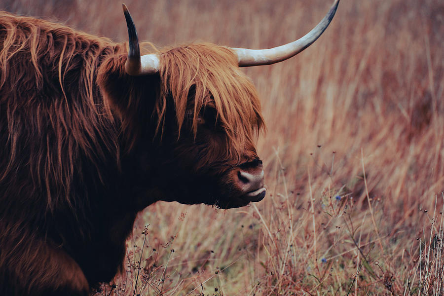 Highland Coo Photograph By Kay Guerrero - Fine Art America