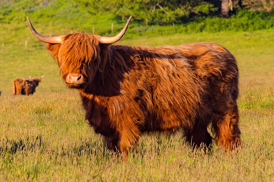 Highland cow  #1 Photograph by Daniel Letford