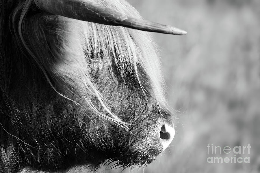 Highland cow face side view black and white Photograph by Simon Bratt