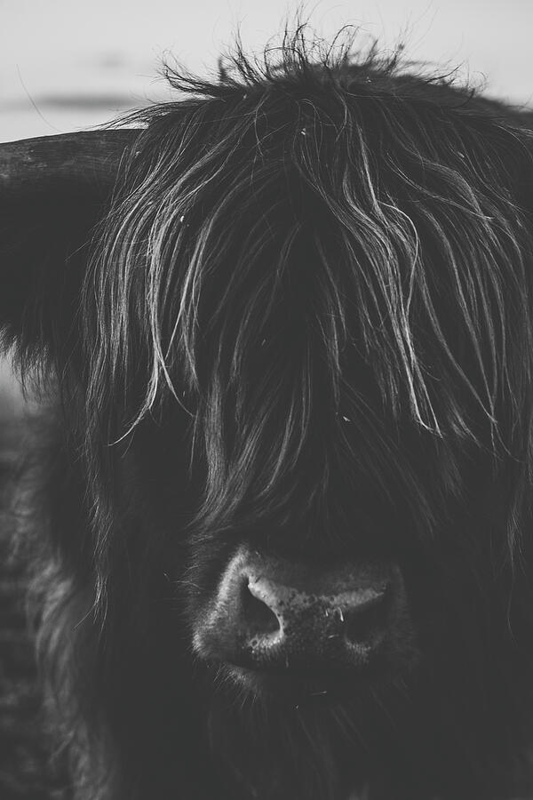 Nature Photograph - Highland cow on the farm #1 by Rob D