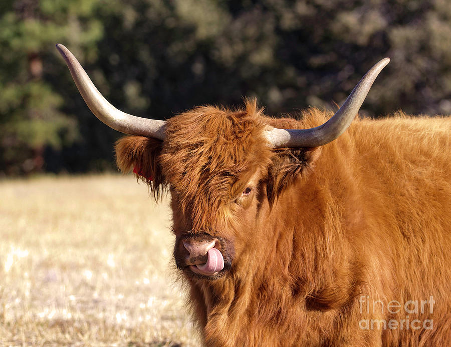 Highland Cow #1 Photograph by Shirley Dutchkowski