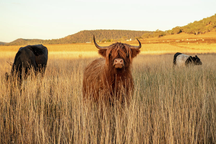 Highland Cows On The Farm Photograph
