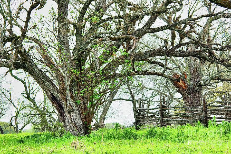 Hill Country Spring Photograph