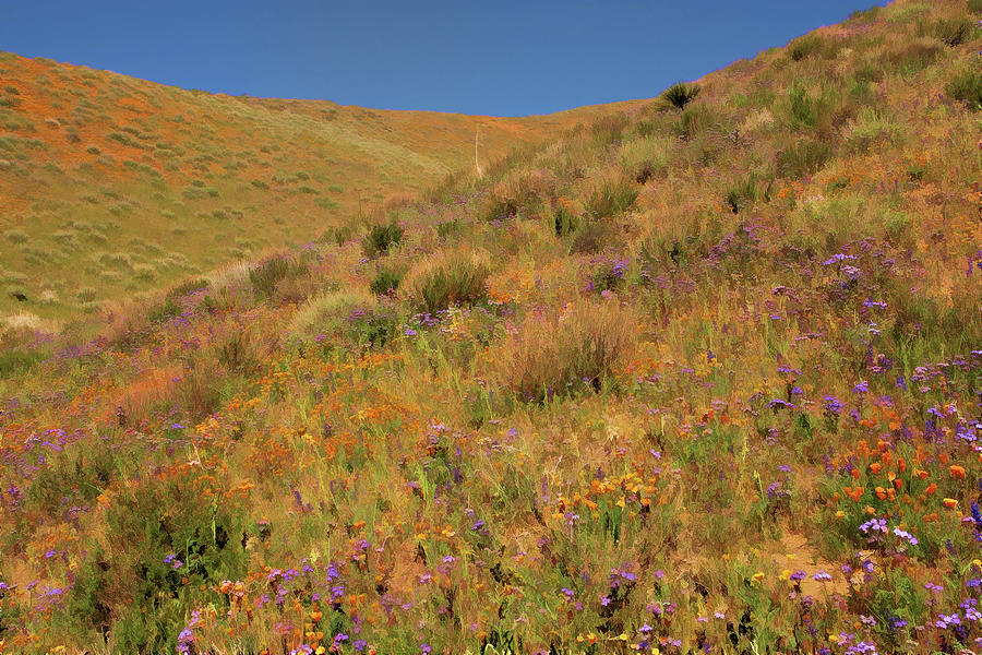 Hillside Wildflowers 2 Photograph by Ram Vasudev