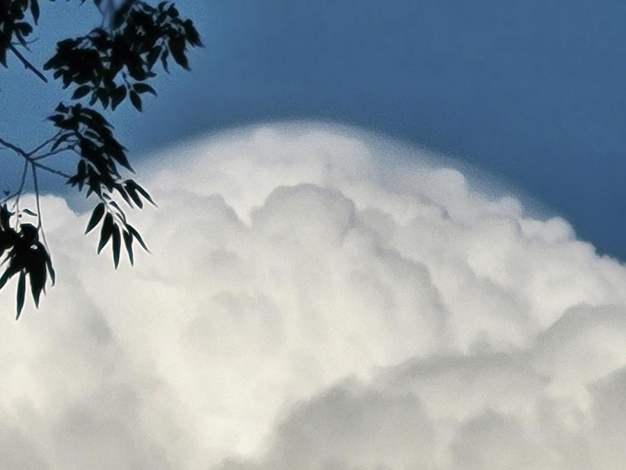 Hints of Pileus  #1 Photograph by Ally White
