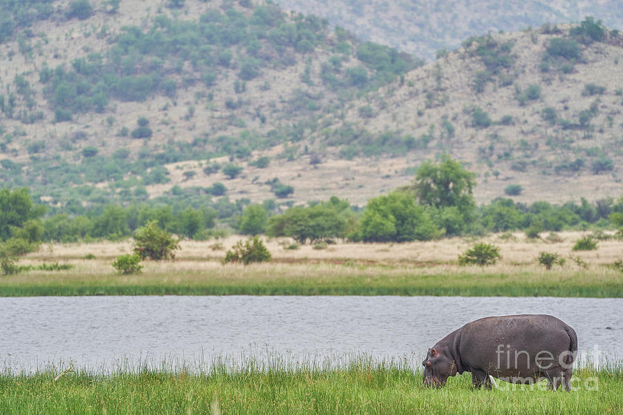 Hippo #1 Photograph by Brian Kamprath
