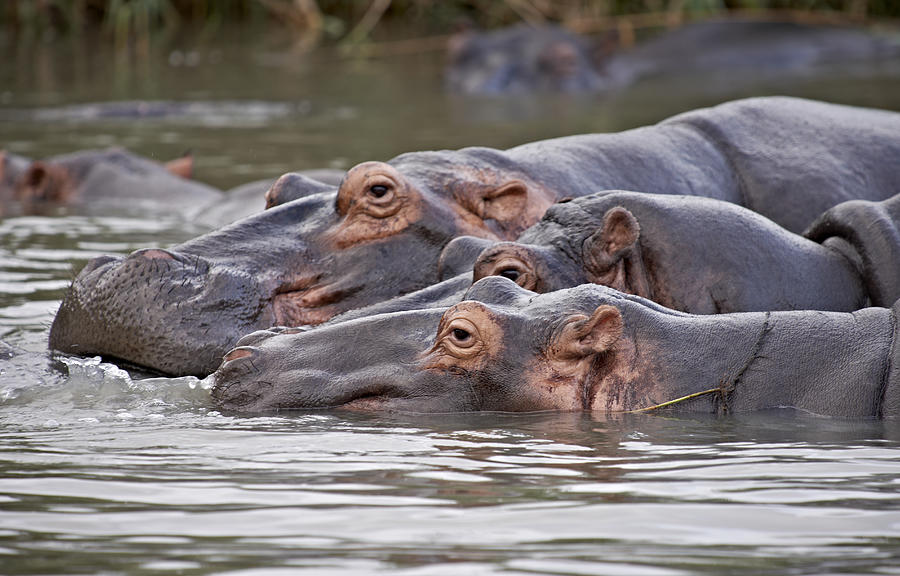 Hippo, Hippopotamus amphibius #1 Photograph by Juergen Ritterbach