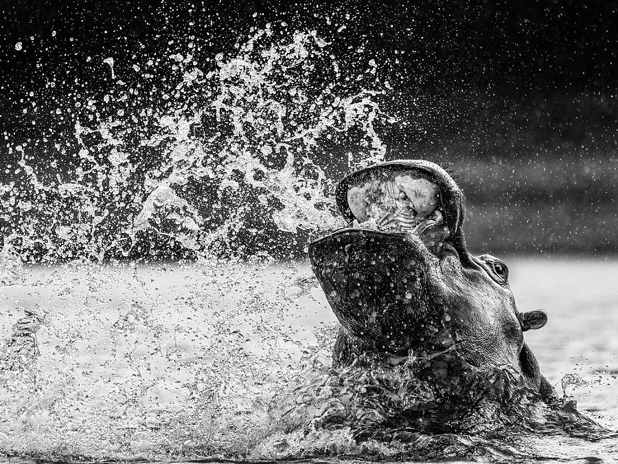 Hippo #1 Photograph by James Capo Hippo #1 Photograph by James Capo