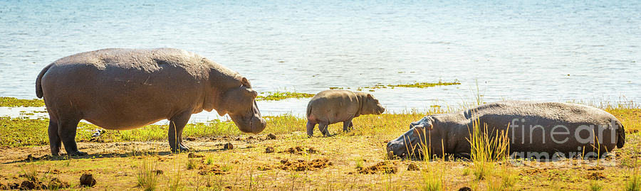 Hippopotamus Family Photograph