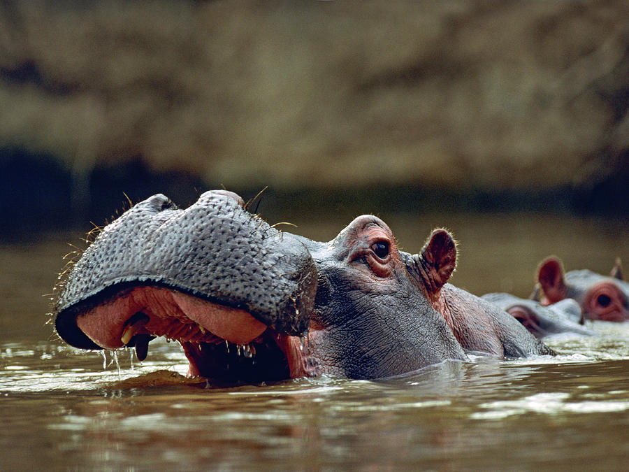 Wildlife Photograph - Hippopotamus, Kenya #1 by Tim Fitzharris