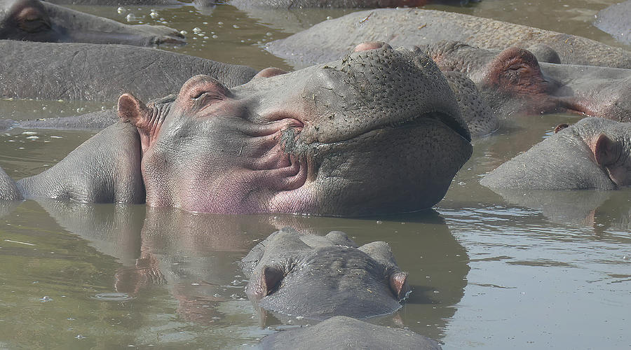 Hippopotamus  need to spend most of the day in water, #aYearForArt  Photograph by Steve Estvanik