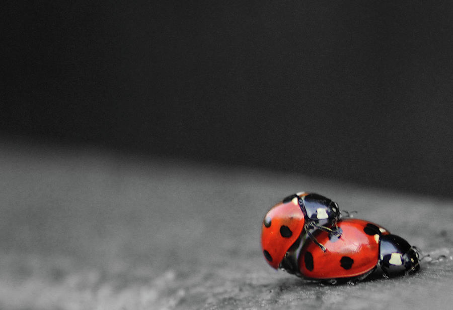 Ladybug Photograph - Hitching a Ride #1 by Martin Newman