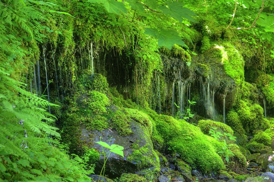 Ho Rain Forest, Olympic National Park Photograph by Walt Sterneman ...