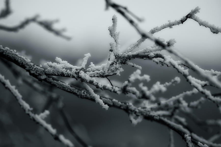 Hoar frost detail #2 Photograph by Doug Wittrock