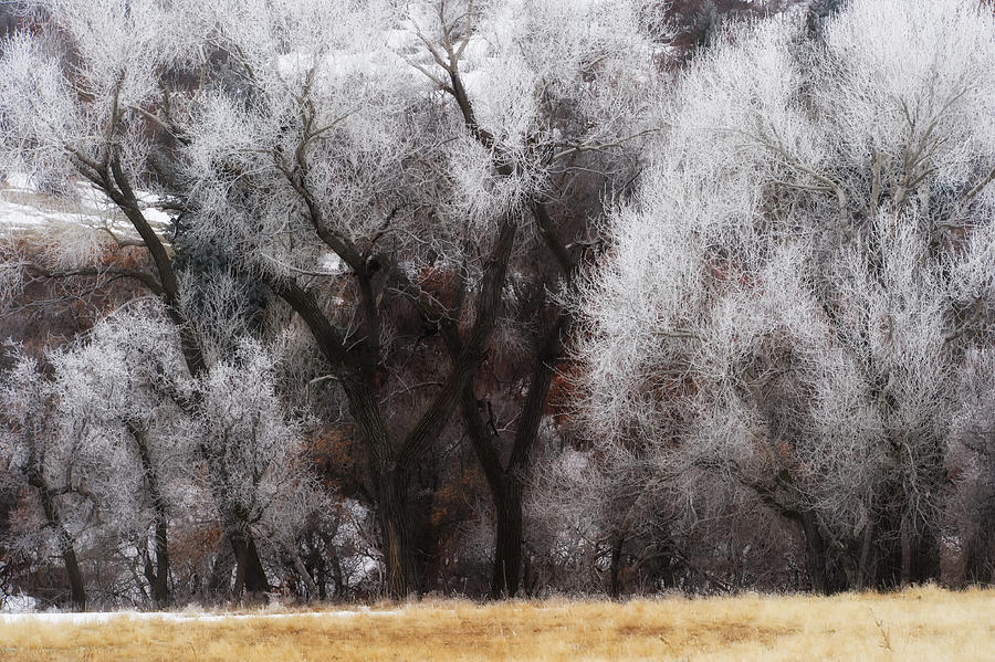 Hoar Frost #2 Photograph by Doug Wittrock