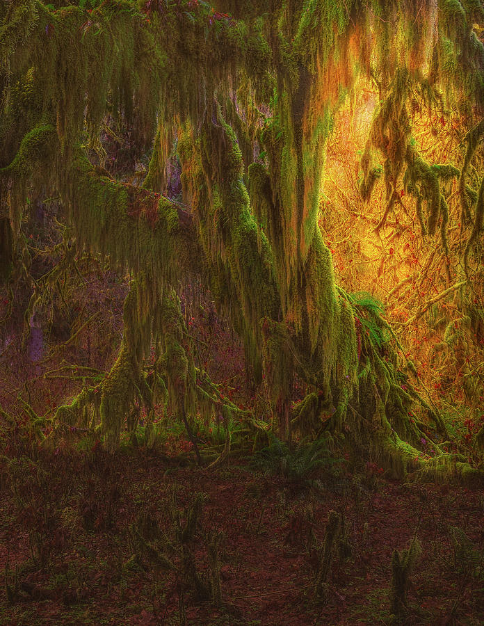 Tree Photograph - HOH Rain Forest 3 #1 by Thomas Hall