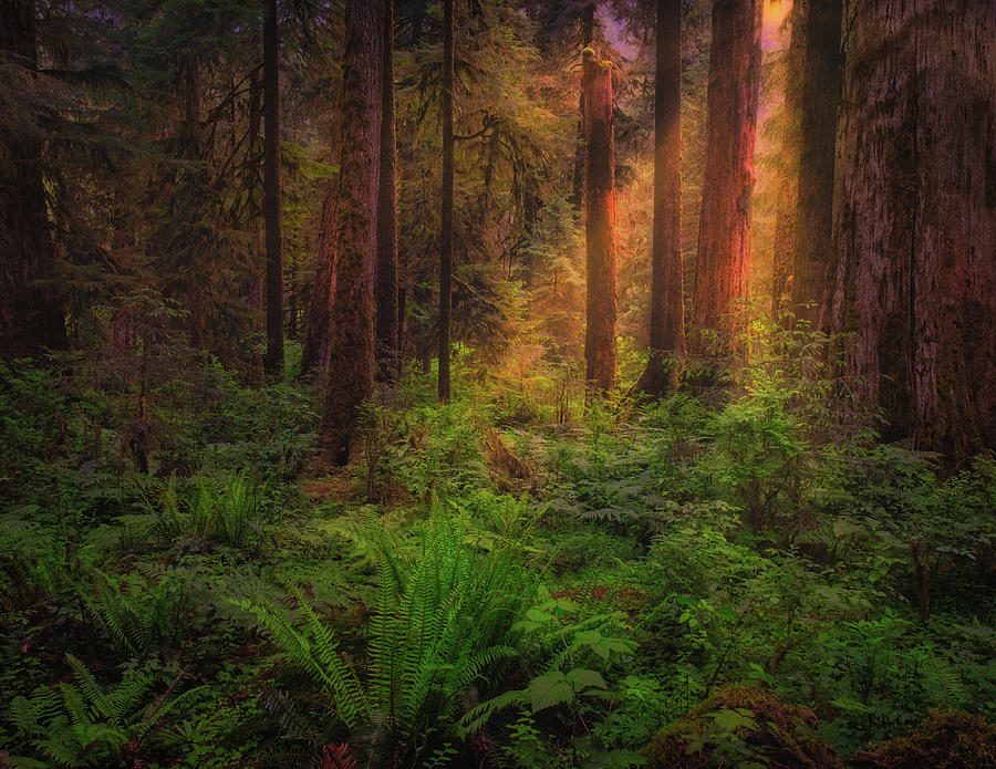 Tree Photograph - HOH Rain Forest by Thomas Hall